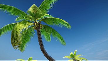Zack Island Paradise