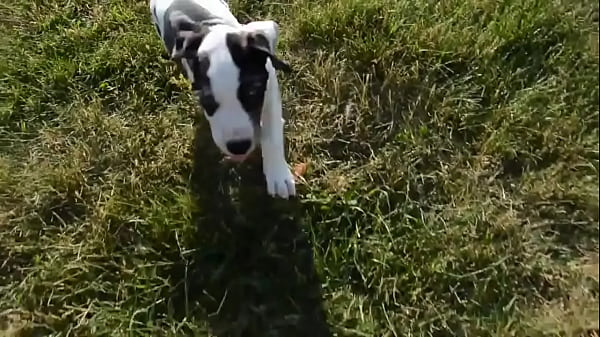 Bella . Female Puppy