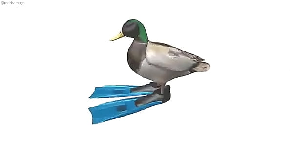Pato Dando Vueltas HD