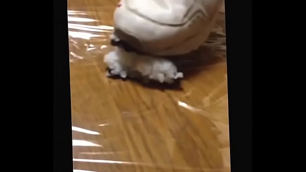 【fetish】Rice Nut Food Smash Puma Sneaker