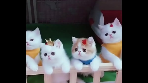 Funny Cat No.2