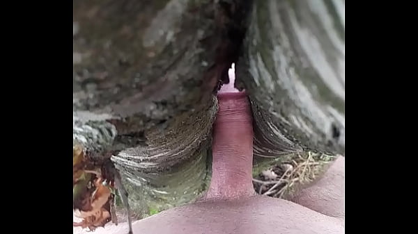 Branle Avec Un Arbre