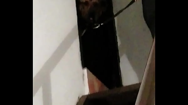 Perro Docil