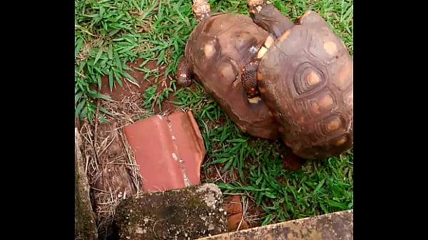 Tartaruga Tranzuda