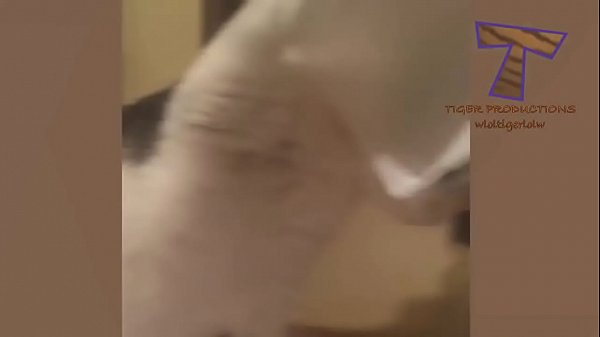 Funny Cat Video
