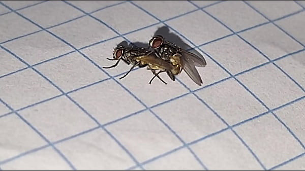 Apareamiento Creativo Y Satisfactorio Para Perpetuar La Especie Insectus Volarius De Genero Masculino Y Femenino De La Rama De Las Moscus Volaris