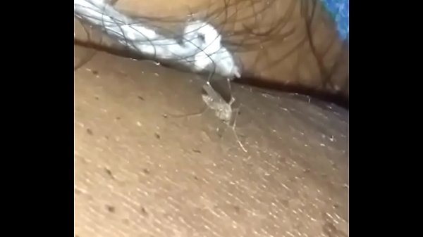 Mosquito Milking B.