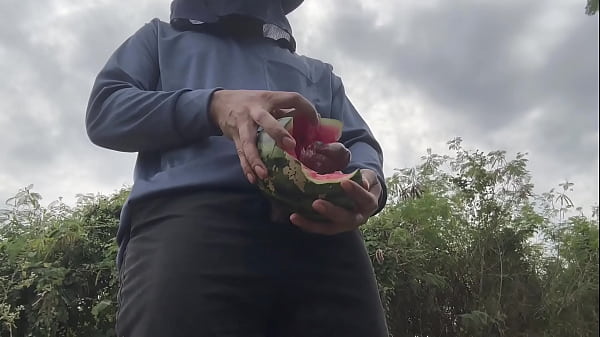 Worker Seed With Watermelon.