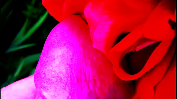 Red Rose