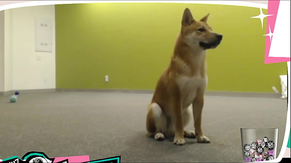 Braless Twitch Streamer Plays With Doggo