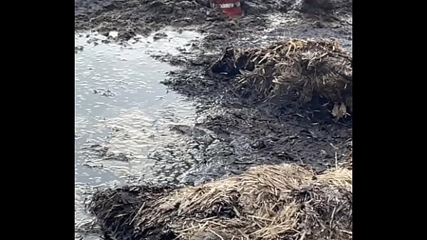 Rolling Around In A Warm Muckheap