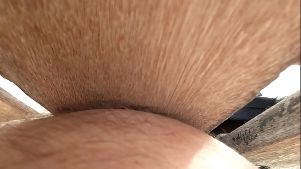 FenceFuck