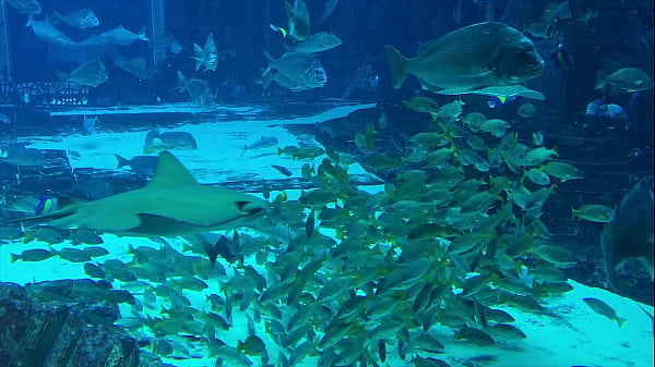 Fish1