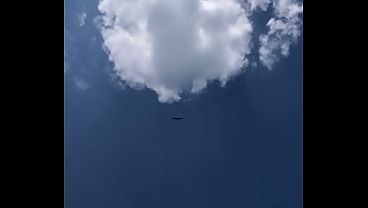 HAWK FLYING HIGH IN THE CLOUDS