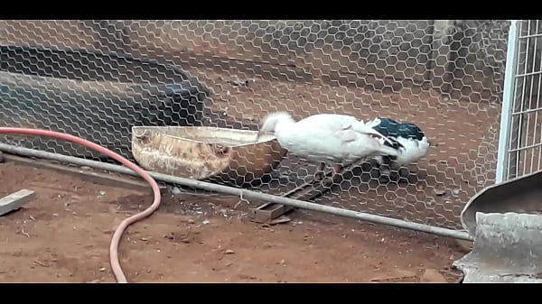 Patas Safadas Cairam Na Net Tomando Banho