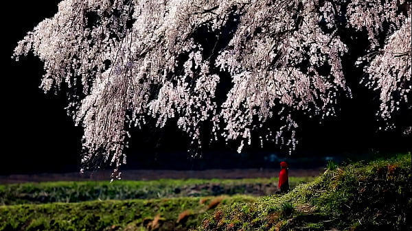 Japanese Spring