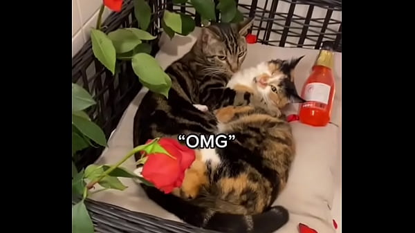Funny Cat Part1