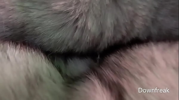 Grinding Blue Fox Fur Blanket On Leather Sofa