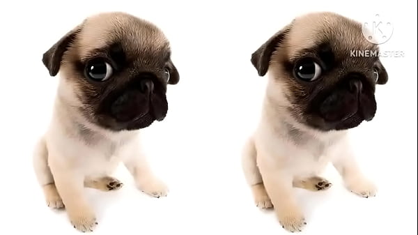 VIDEO MUITO FODA DE UM CACHORRO AO SOM DE UMA MUSICA PIKA