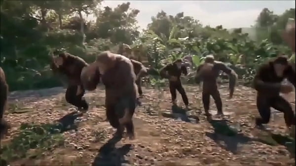 Macaco
