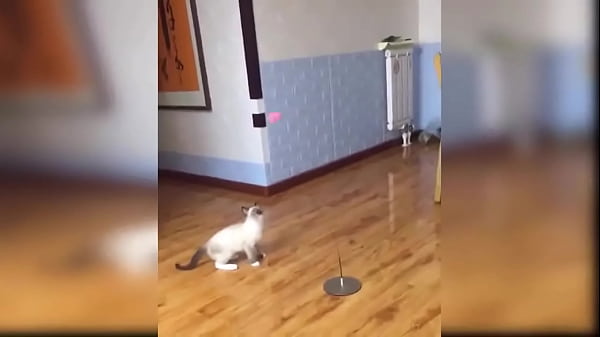 Cat Reaction - Funny Cat Toy Reaction Compilation