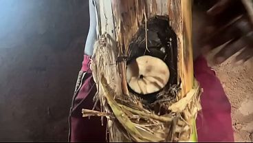 Best Plantain Tree Drilling Cumin Amateur