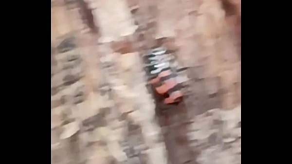 Insectofilia