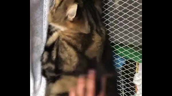 Cat Gets By Indian Faggot