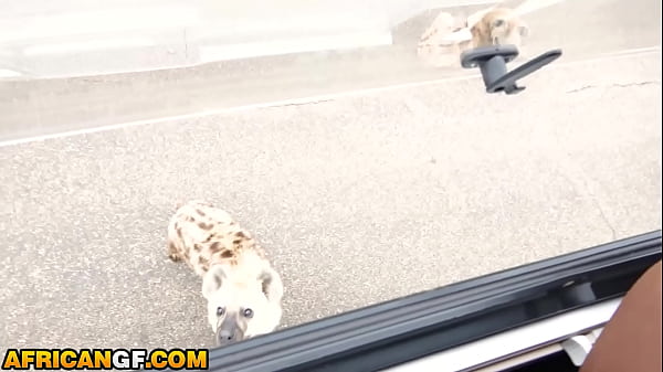 Stacked Black Doll SLIT PLOWED By Hung American BF In Safari Trip