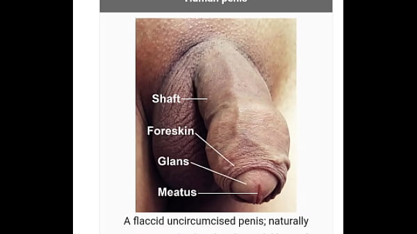 Penis Je I Na Wikipedii