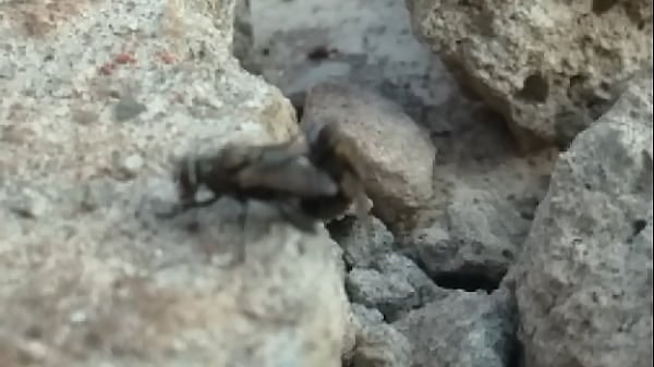 Mosquinha Safada Não Perdoa Porno Amador By: Pedroca