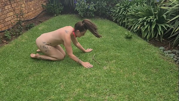 Well Drilled Bitch Doing Tricks, Playing With A Stick As Well As Pissing With Her Thigh Raised
