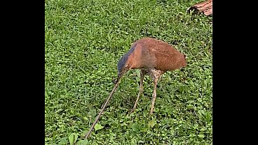 Night Heron
