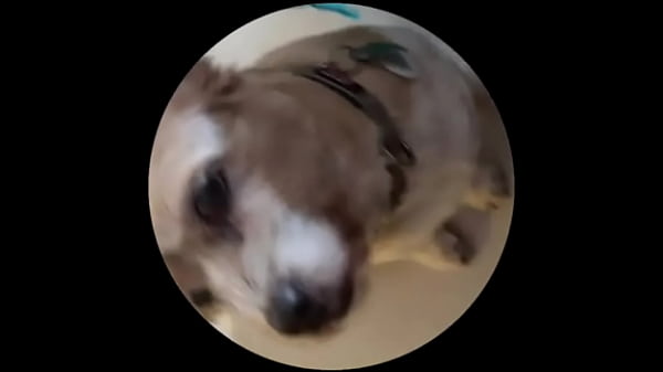 Even Tbe Senior Dog Getting On This Trend. #pedropedropedro