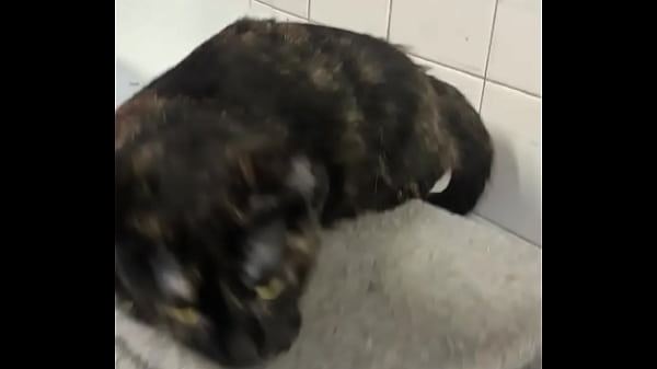 Maxxx Loadz Hanging Out With Some Cool Cats Adopt Dont Shop