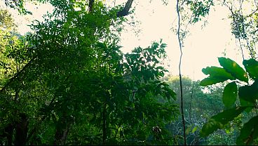 Tropical Mass Fucking Of A Hot Little Slut: Akina Asmus Gets Relentless DP And Total Ass Play Destruction Under The Waterfall From Four Massive Rods FLX078P01